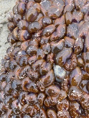 Phlyctenactis tuberculosa