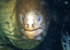 Gymnothorax prasinus