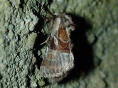 Meropleon ambifusca