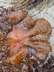Phlyctenactis tuberculosa