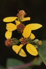 Hymenostephium cordatum