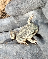 Scaphiopus couchii