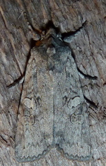 Lithophane antennata