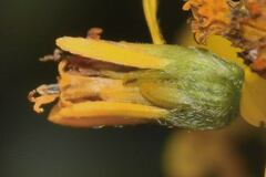 Hymenostephium cordatum