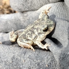 Scaphiopus couchii