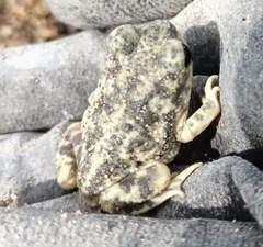Scaphiopus couchii