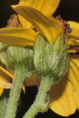 Hymenostephium cordatum