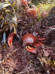 Taliepus nuttallii
