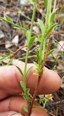 Pimelea curviflora