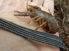 Procambarus