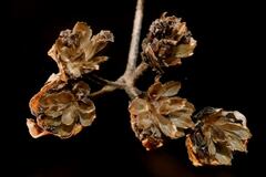 Hymenostephium cordatum