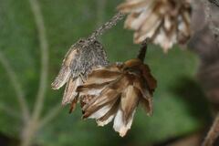 Hymenostephium cordatum