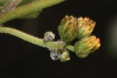 Hymenostephium cordatum