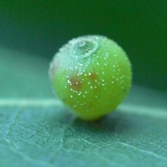 Caryomyia viscidolium