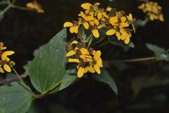 Hymenostephium cordatum