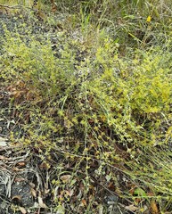 Pimelea curviflora