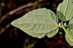 Hymenostephium cordatum
