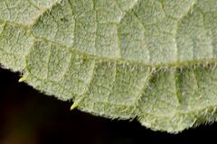 Hymenostephium cordatum