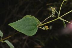 Hymenostephium cordatum