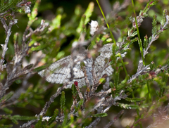 Perconia strigillaria