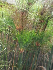 Cyperus papyrus