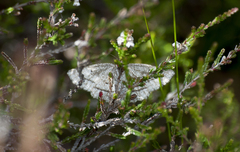 Perconia strigillaria