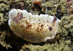 Aphelodoris varia