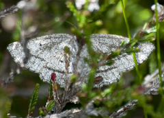 Perconia strigillaria