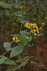 Hymenostephium cordatum