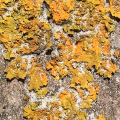 Xanthoria