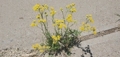 Hymenopappus flavescens