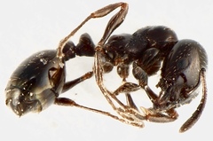 Chelaner antarcticus