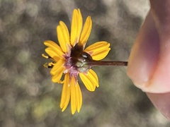 Chrysanthellum pilzii