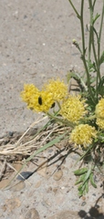 Hymenopappus flavescens