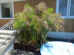 Cyperus papyrus
