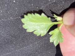 Chrysanthellum pilzii