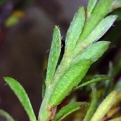 Pimelea curviflora