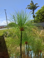 Cyperus papyrus