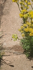Hymenopappus flavescens