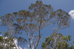 Melaleuca foliolosa