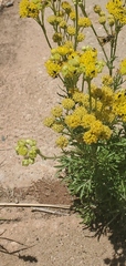 Hymenopappus flavescens