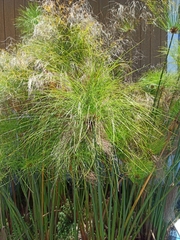 Cyperus papyrus