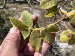 Bursera excelsa
