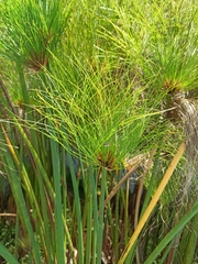 Cyperus papyrus