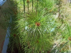 Cyperus papyrus
