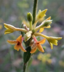 Pimelea curviflora
