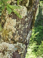 Nothofagus cliffortioides