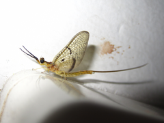 Ephemera orientalis