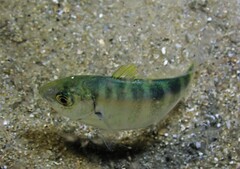 Pseudocaranx georgianus