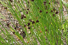 Juncus mertensianus